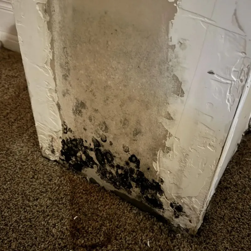 Professional Mold Removal in Inverness, IL
